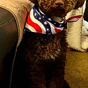 Oscar joined the competition — help win amazing prizes! dog, brown_dog, curly_fur, bandana, stars_and_stripes, carpet, couch, blanket, indoor, pet, sitting, attentive, fur, collar, close_up, cozy, home, animal, cute, portrait
