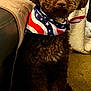 dog, brown_dog, curly_fur, bandana, stars_and_stripes, carpet, couch, blanket, indoor, pet, sitting, attentive, fur, collar, close_up, cozy, home, animal, cute, portrait