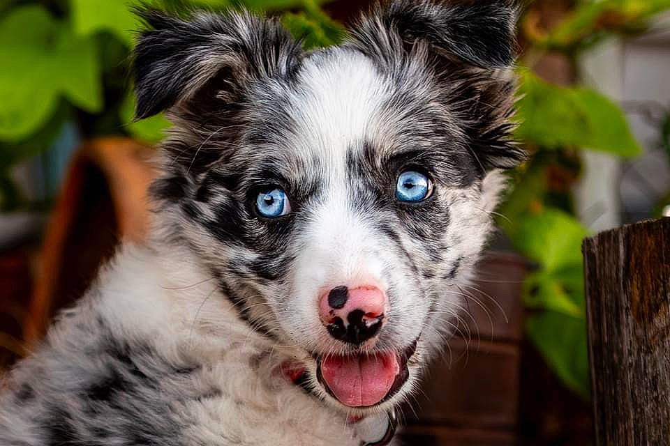 Cactus Blu joined the competition — help win amazing prizes! ancient_dog_breeds, art, canidae, carnivore, companion_dog, dog, dog_breed, fur, grass, plant, puppy, snout, sporting_group, terrestrial_animal, whiskers, wood, working_animal, working_dog