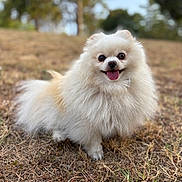 Oxita a rejoint le concours — aidez-le/la à gagner de superbes lots ! animal, brown, cute, dog, eyes, fluffy, fur, grass, happy, nature, outdoor, pet, playful, pomeranian, portrait, small_dog, smiling, sunlight, tongue_out, white