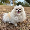 animal, brown, cute, dog, eyes, fluffy, fur, grass, happy, nature, outdoor, pet, playful, pomeranian, portrait, small_dog, smiling, sunlight, tongue_out, white