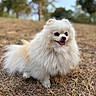Oxita a rejoint le concours — aidez-le/la à gagner de superbes lots ! animal, blurred_background, canine, cute, daytime, dog, fluffy, friendly, fur, grass, happy, mammal, nature, outdoor, park, pet, pomernian, small_dog, tongue_out, white