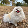 Oxita participe au concours pour gagner de l'argent avec cette photo : animal, canine, cute, dog, fluffy, friendly, fur, grass, happy, mammal, nature, outdoor, park, pet, playful, pomeranian, portrait, small_dog, smiling, tongue_out