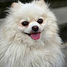 adorable, animal, canine, close_up, companion, cute, dog, domestic, fluffy, friendly, furry, happy, mammal, outdoor, pet, pomeranian, portrait, small_dog, tongue_out, white