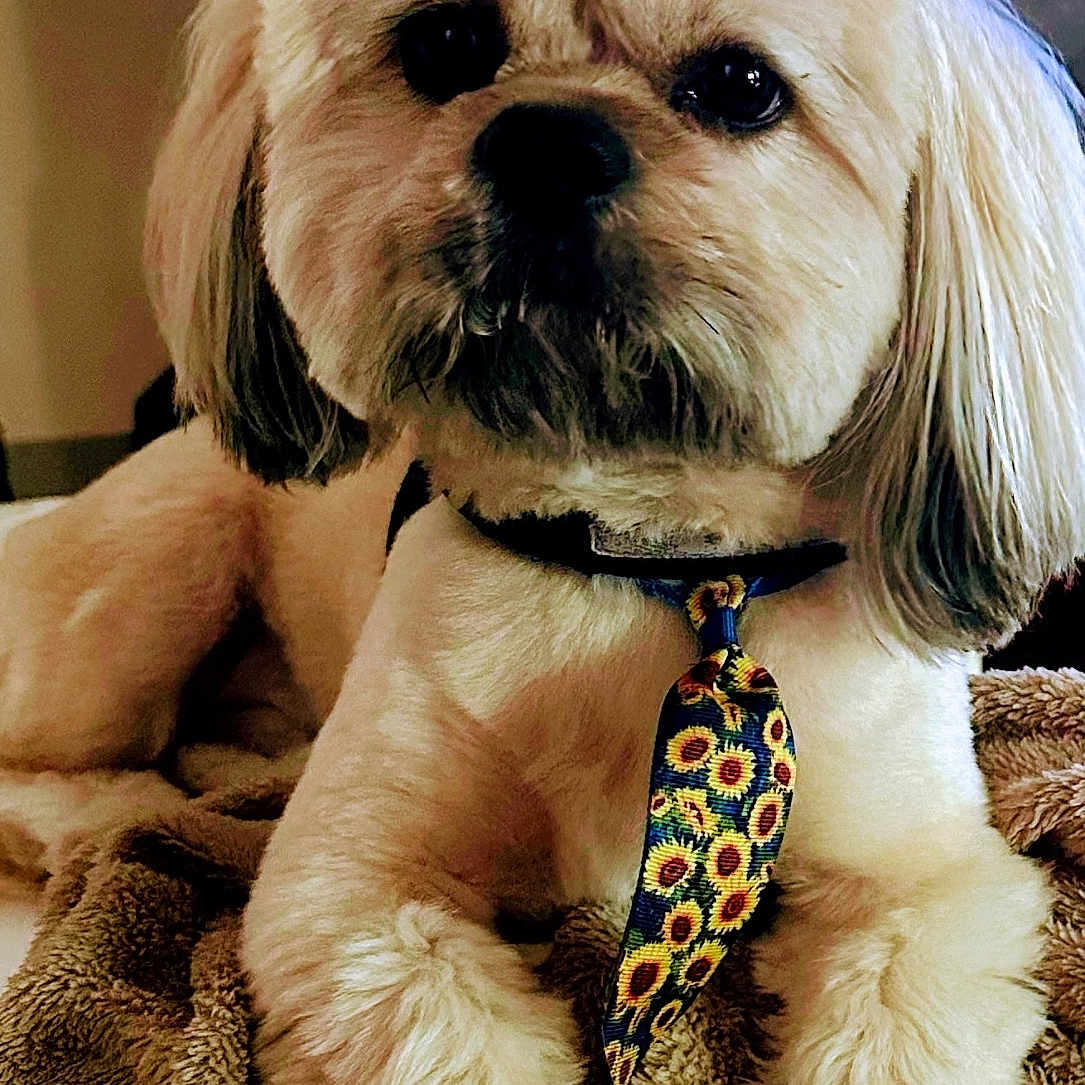 Murphy is registered to the contest to win money with this photo: accessories, affenpinscher, animal, blanket, canine, cockerspaniel, couch, dog, formalwear, furniture, homedecor, hound, linen, necktie, pet, poodle, puppy, terrier, tie, whitedog