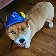 Cooter joined the competition — help win amazing prizes! animal, blue_hat, brown_and_white, corgi, cute, dog, domestic_animal, ears, floor, fur, happy, hat, indoor, looking_up, mouth_open, pet, playful, smiling, tongue, wooden_floor