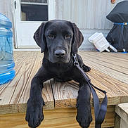 Maverick is registered to the contest to win money with this photo: black_dog, puppy, labrador, wooden_deck, leash, outdoor, door, water_jug, relaxed, pet, animal, canine, young_dog, daylight, closeup, brown_eyes, fence, background, resting, home