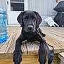 black_dog, puppy, labrador, wooden_deck, leash, outdoor, door, water_jug, relaxed, pet, animal, canine, young_dog, daylight, closeup, brown_eyes, fence, background, resting, home