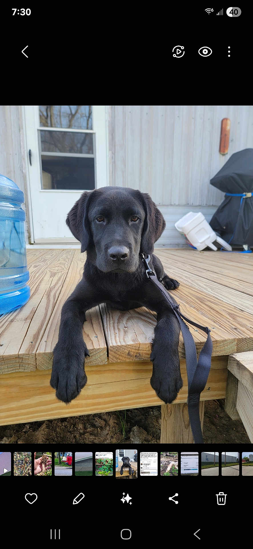 Maverick is registered to the contest to win money with this photo: black_dog, puppy, labrador, wooden_deck, leash, outdoor, door, water_jug, relaxed, pet, animal, canine, young_dog, daylight, closeup, brown_eyes, fence, background, resting, home