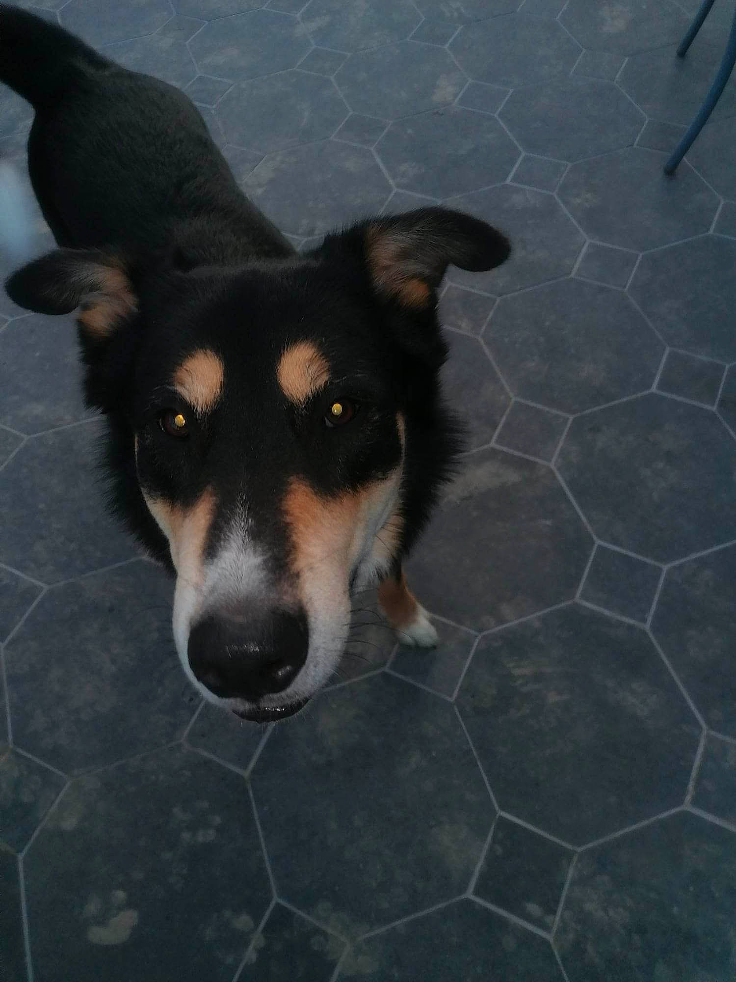 Rocky a rejoint le concours — aidez-le/la à gagner de superbes lots ! carnivore, cobblestone, companion_dog, dog, dog_breed, flagstone, flooring, paw, plant, puppy, road_surface, snout, terrier, tile_flooring, whiskers, working_dog