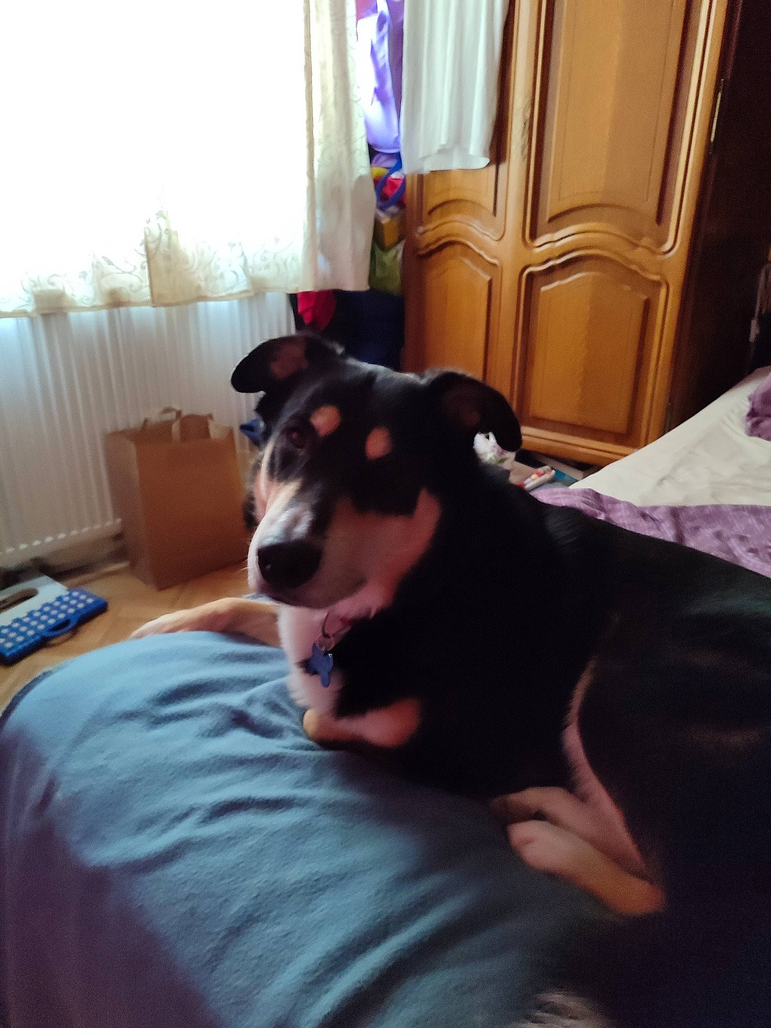 Rocky participe au concours pour gagner de l'argent avec cette photo : bed, canidae, carnivore, comfort, companion_dog, curtain, dog, dog_breed, flooring, fur, guard_dog, human_leg, room, sitting, sporting_group, terrestrial_animal, toy_dog, whiskers, wood, working_animal