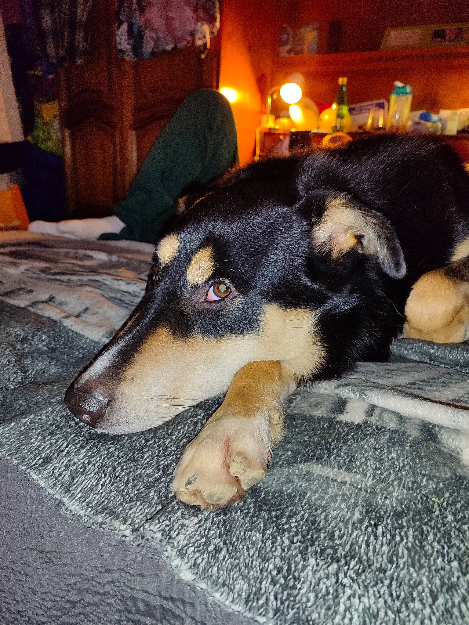 Rocky participe au concours pour gagner de l'argent avec cette photo : canidae, carnivore, comfort, companion_dog, dog, dog_breed, fawn, flooring, fur, guard_dog, houseplant, lamp, paw, picture_frame, room, snout, sporting_group, whiskers, working_animal, working_dog