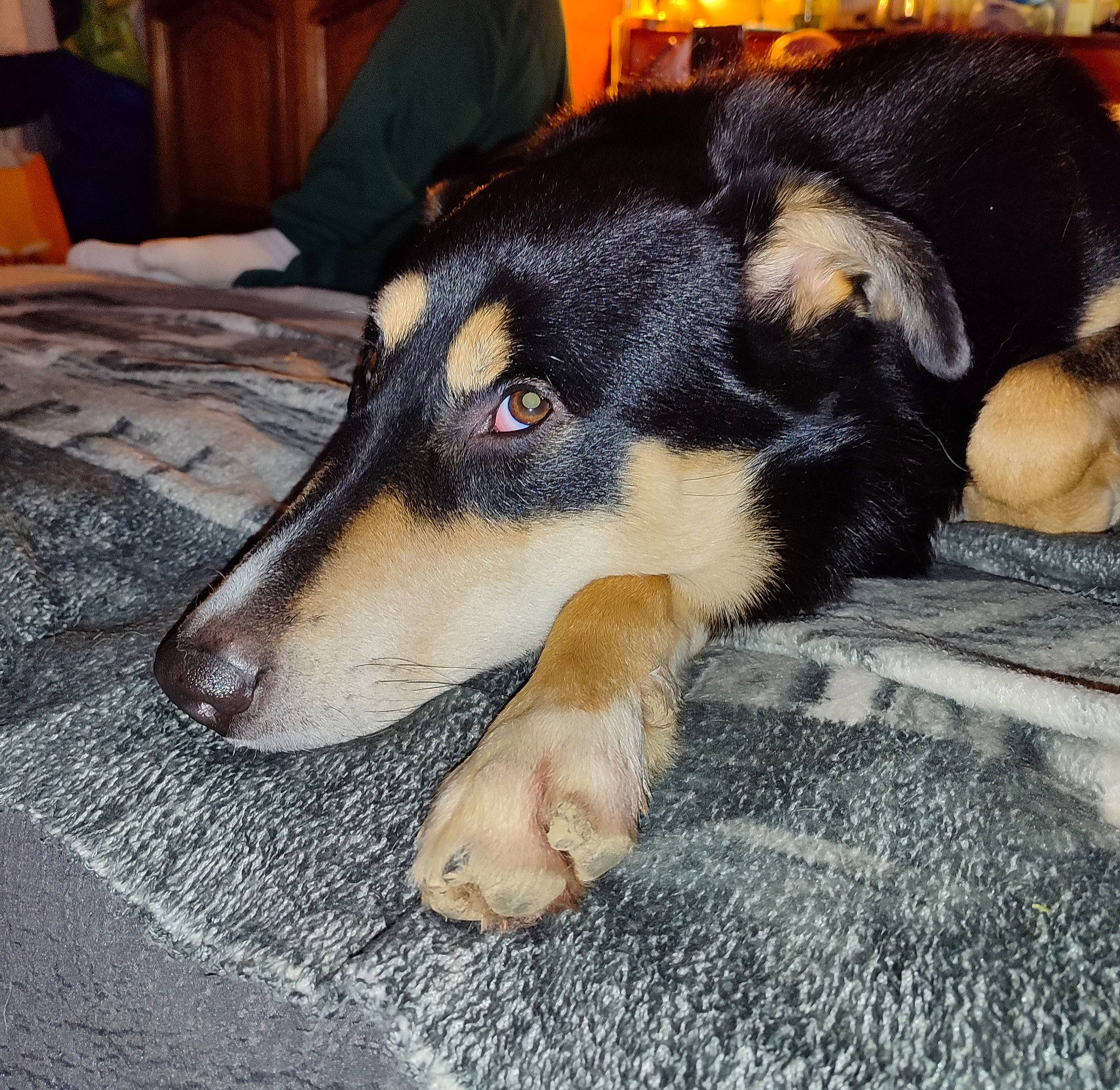 Rocky a rejoint le concours — aidez-le/la à gagner de superbes lots ! canidae, carnivore, companion_dog, dog, dog_breed, fawn, fur, guard_dog, herding_dog, paw, pet_supply, snout, sporting_group, terrestrial_animal, whiskers, working_animal, working_dog