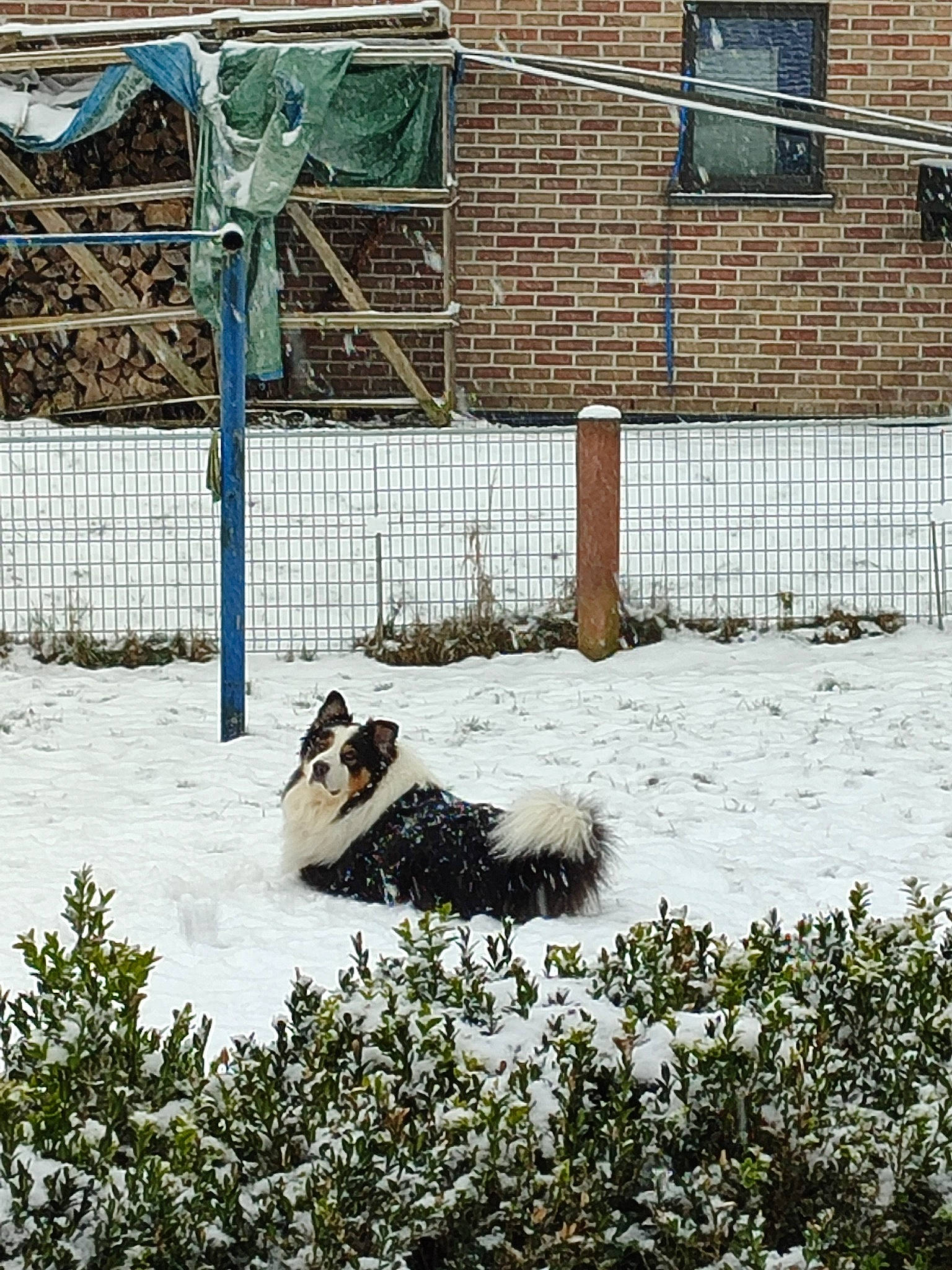 Pacha participe au concours pour gagner de l'argent avec cette photo : brick, brickwork, building, canidae, door, fence, freezing, frost, grass, home_fencing, house, plant, precipitation, snow, sporting_group, tree, window, winter, wire_fencing, wood