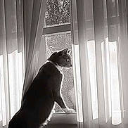 Piper joined the competition — help win amazing prizes!