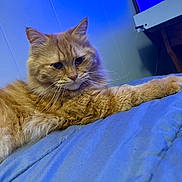 Expresso is registered to the contest to win money with this photo: animal, bed, bedding, blue, cat, closeup, cute, domestic_animal, feline, fluffy, fur, indoor, mammal, orange_cat, pet, portrait, relaxed, resting, soft, whiskers