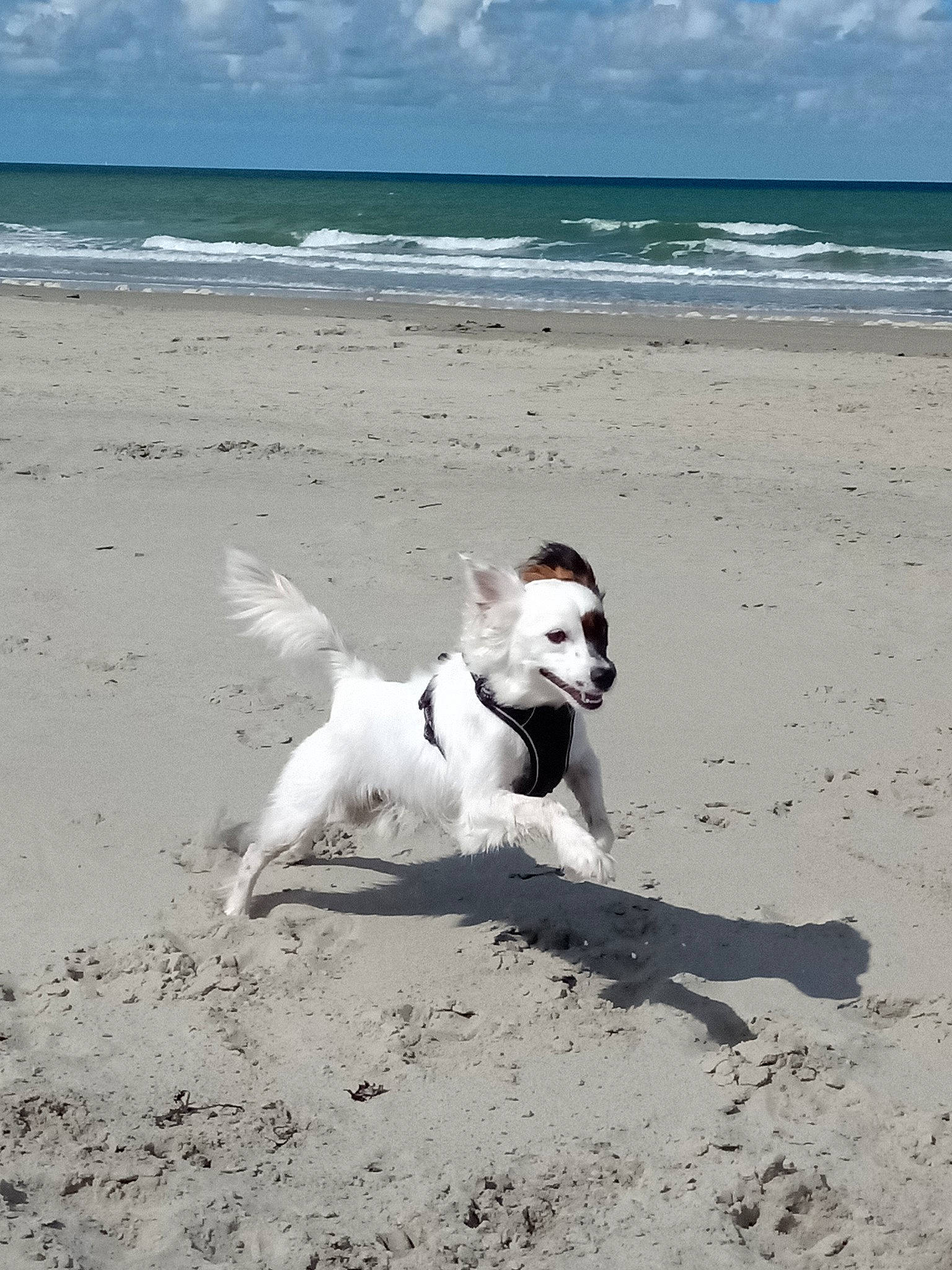 Oskar a rejoint le concours — aidez-le/la à gagner de superbes lots ! beach, canidae, carnivore, cloud, collar, companion_dog, dog, dog_breed, dog_supply, fawn, fun, horizon, ocean, sand, sky, sporting_group, tail, water, wind_wave, working_animal