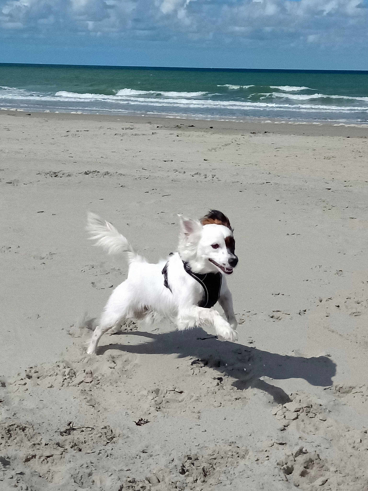 Oskar
