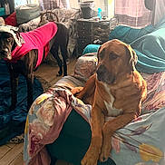 Soju joined the competition — help win amazing prizes! animal, black_dog, blanket, brown_dog, canine, coat, companion, couch, curtain, decor, dog, floor, furniture, hat, household, indoor, living_room, pet, relaxed, window