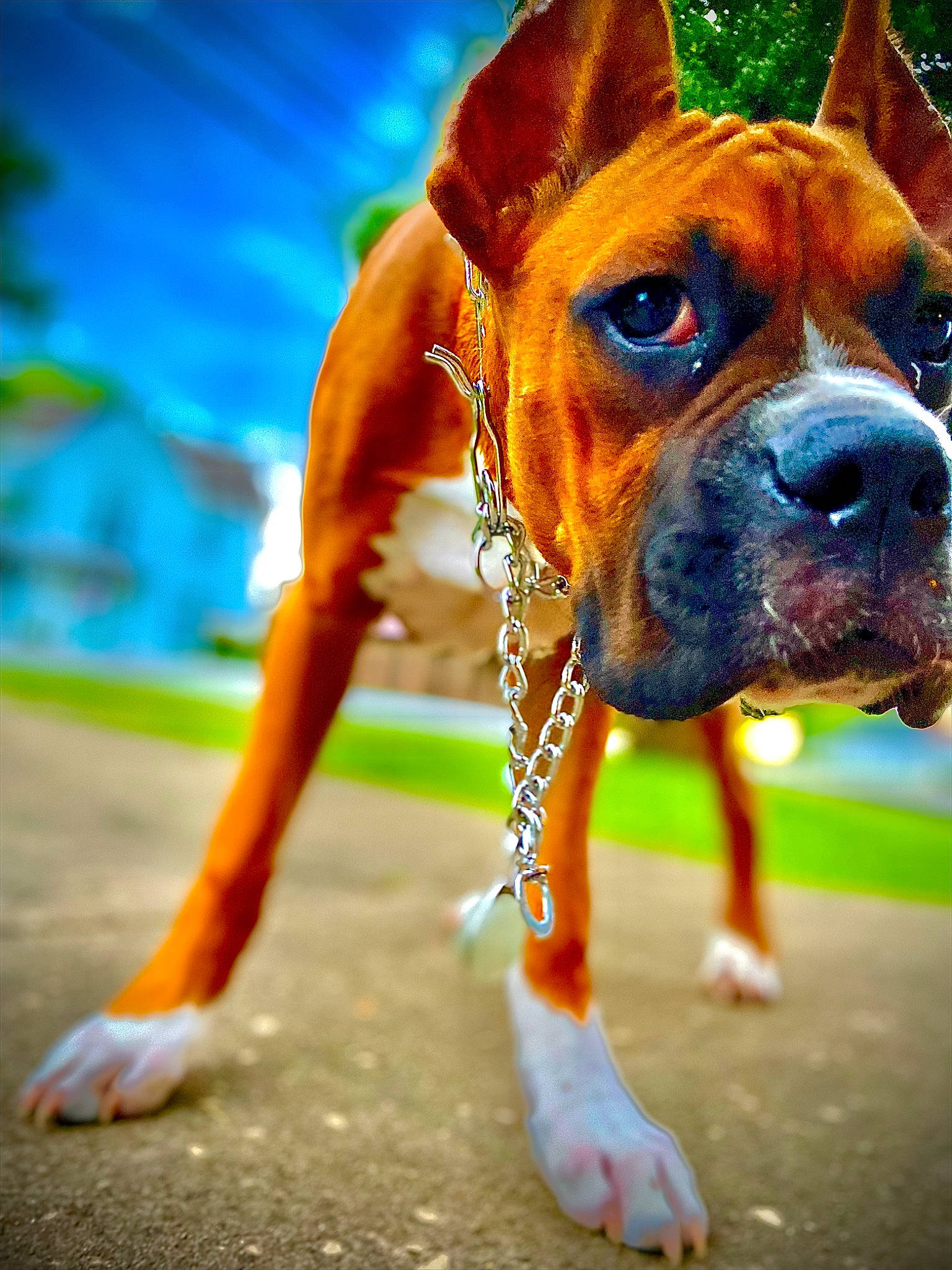 Bane is registered to the contest to win money with this photo: boxer, canidae, carnivore, companion_dog, dog, dog_breed, dog_collar, dog_supply, fawn, grass, molosser, non_sporting_group, puppy, snout, sporting_group, terrestrial_animal, whiskers, working_animal, working_dog, wrinkle