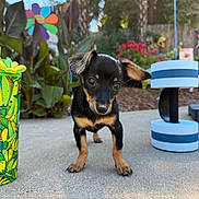 Hooch joined the competition — help win amazing prizes! puppy, dog, black_dog, outdoor, garden, plant, colorful, concrete, small_dog, curious, young_dog, greenery, flower, decor, pet, animal, sunlight, closeup, adorable, cute