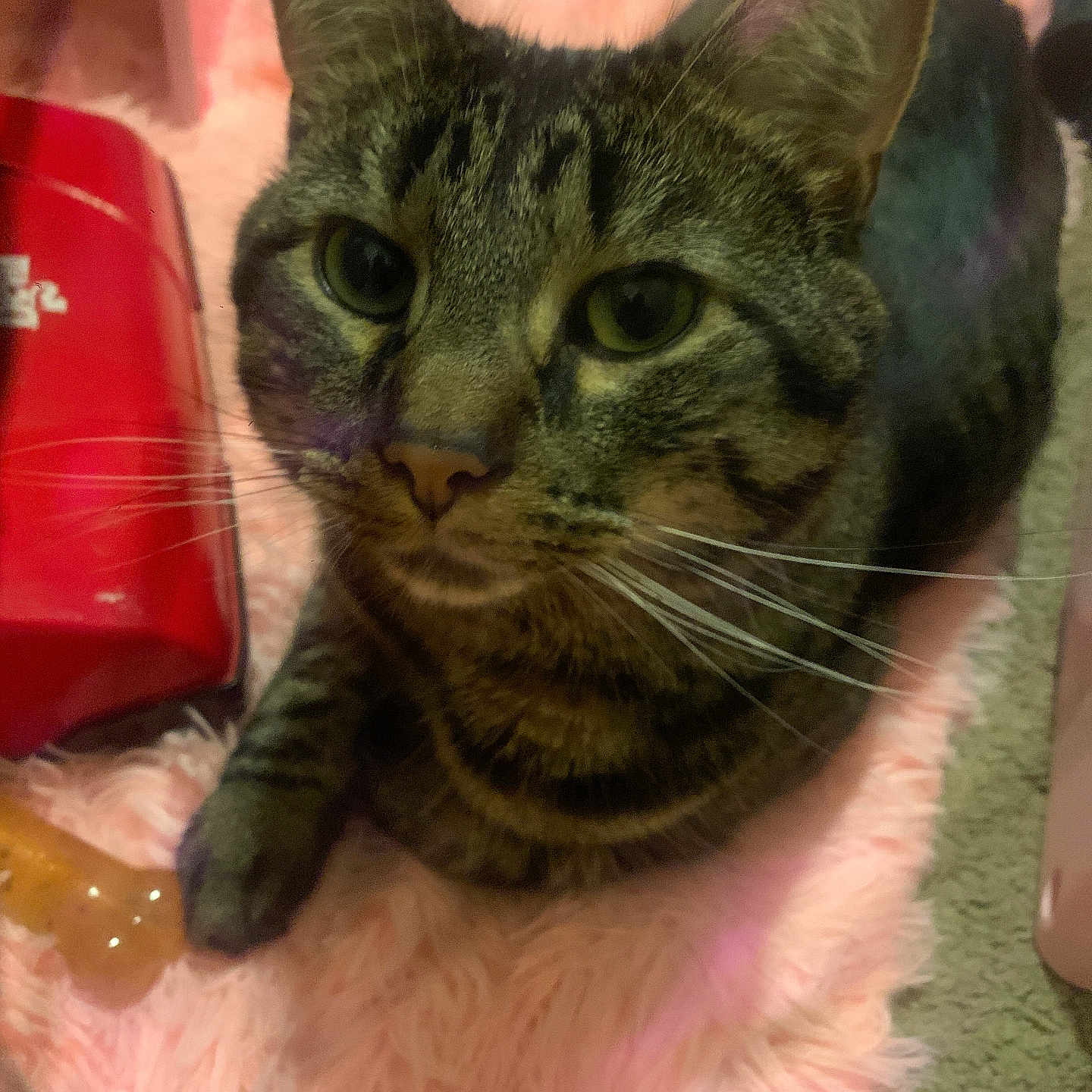 Leo
