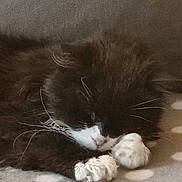 Fantomette participe au concours pour gagner de l'argent avec cette photo : kitten, sleeping, black_and_white, fur, paws, whiskers, close_up, indoor, blanket, polka_dot, cute, pet, animal, resting, cozy, soft, young_cat, domestic_cat, feline, nap