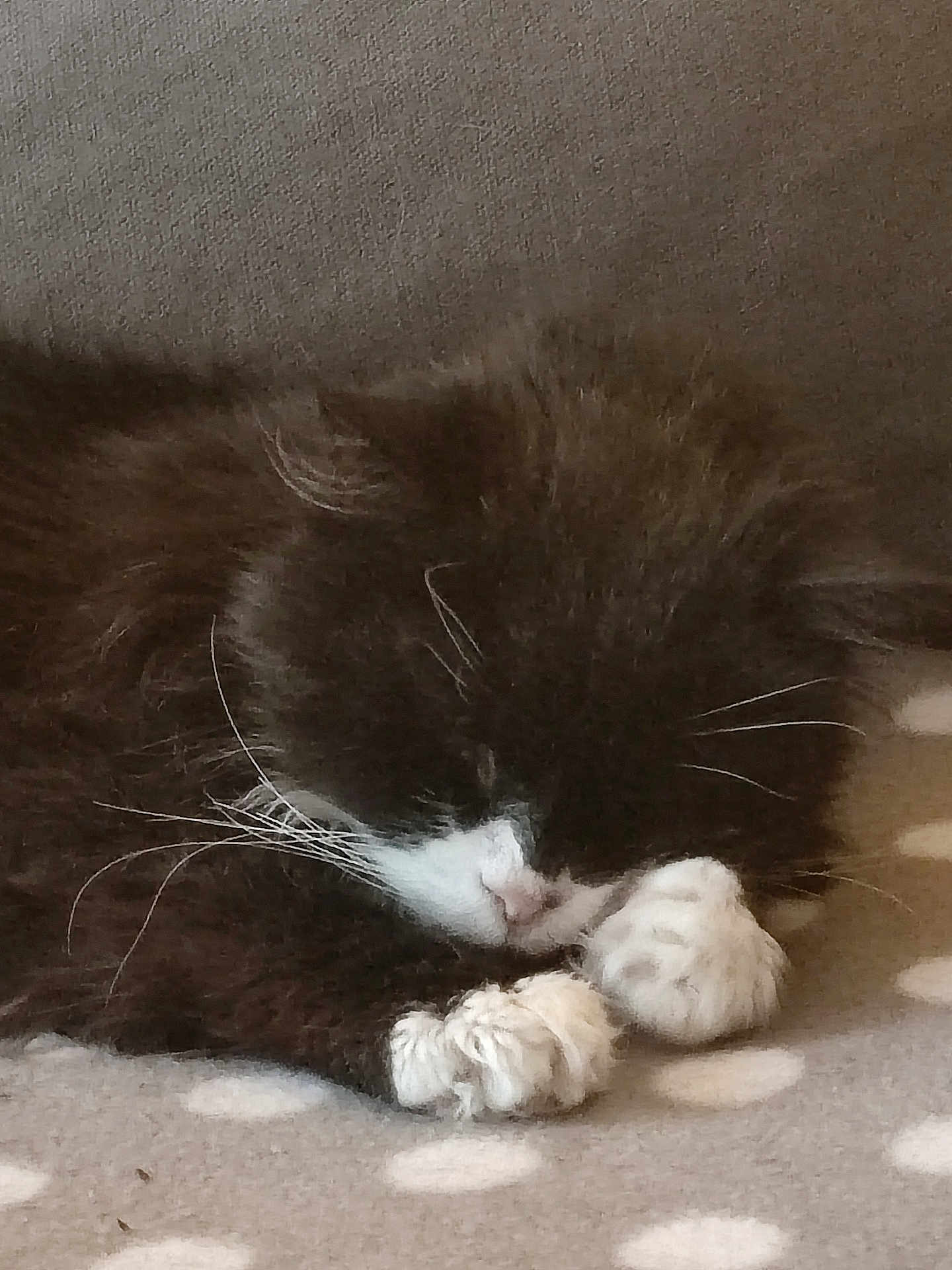 Fantomette participe au concours pour gagner de l'argent avec cette photo : kitten, sleeping, black_and_white, fur, paws, whiskers, close_up, indoor, blanket, polka_dot, cute, pet, animal, resting, cozy, soft, young_cat, domestic_cat, feline, nap