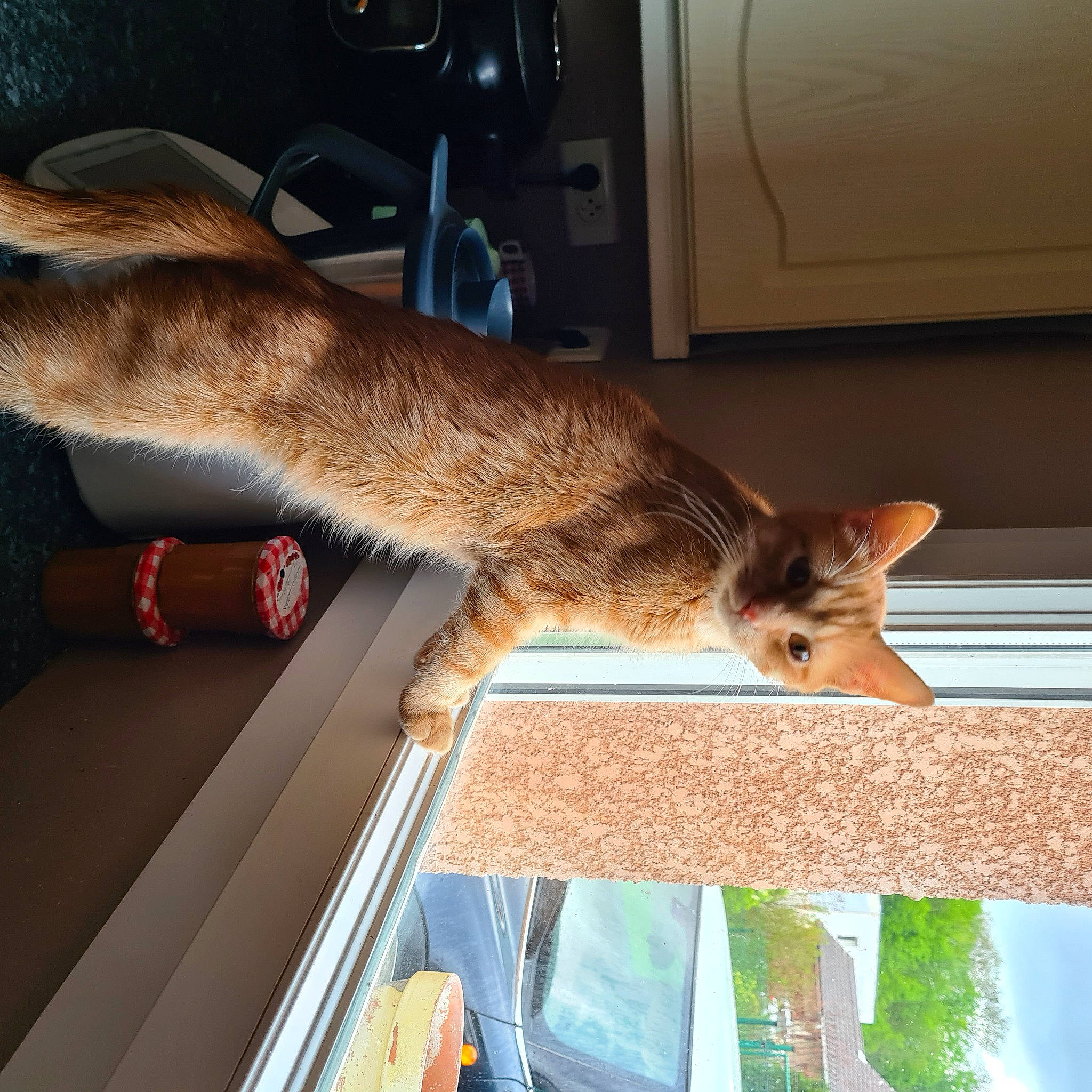 Roucky a rejoint le concours — aidez-le/la à gagner de superbes lots ! cabinetry, cat, fawn, felidae, flooring, foot, fur, human_leg, kitchen_appliance, room, small_to_medium_sized_cats, snout, tail, thigh, whiskers, wildlife, wood