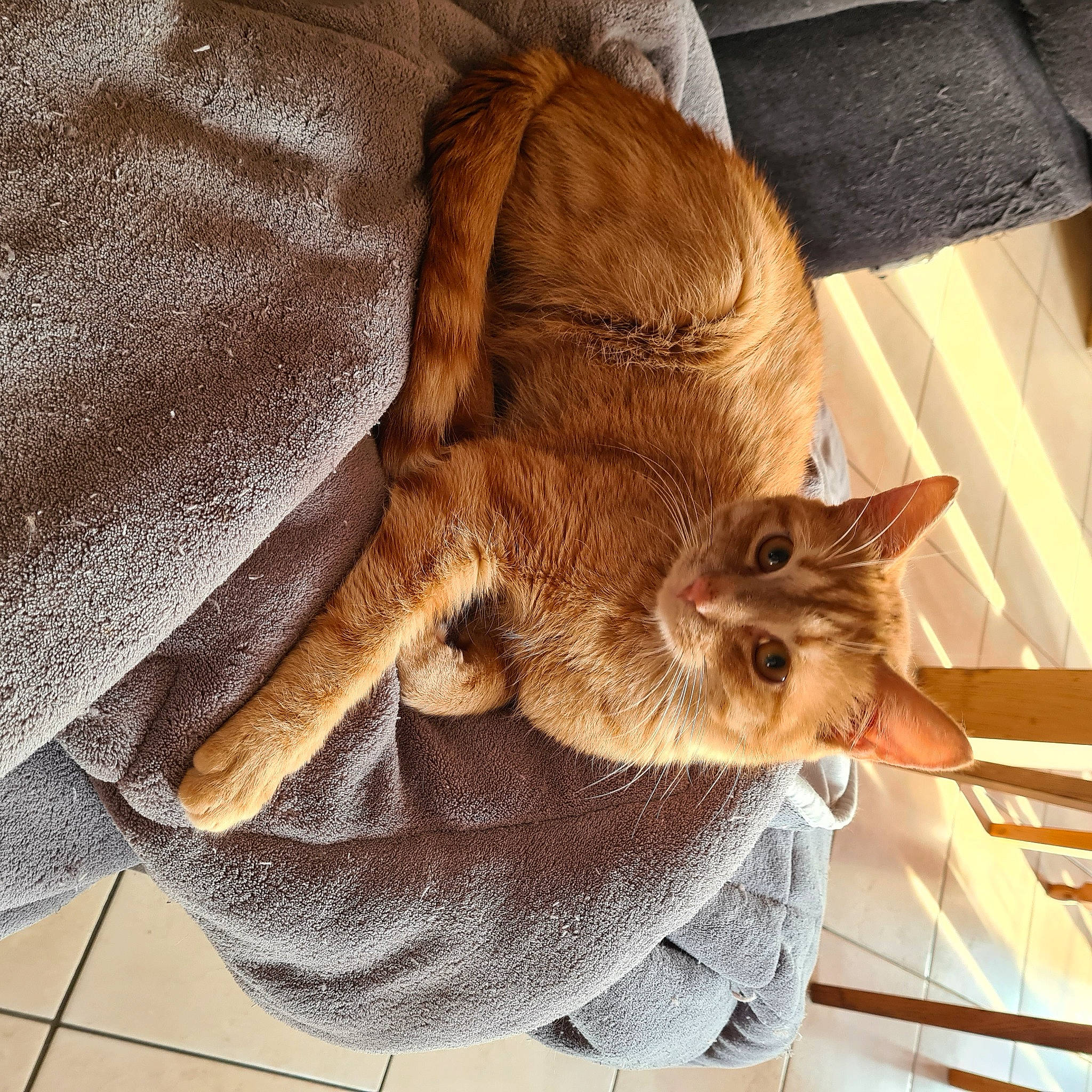 Roucky participe au concours pour gagner de l'argent avec cette photo : carnivore, cat, claw, comfort, domestic_short_haired_cat, eye, fawn, felidae, flooring, fur, hardwood, human_leg, nap, paw, plant, small_to_medium_sized_cats, tail, tree, whiskers, wood