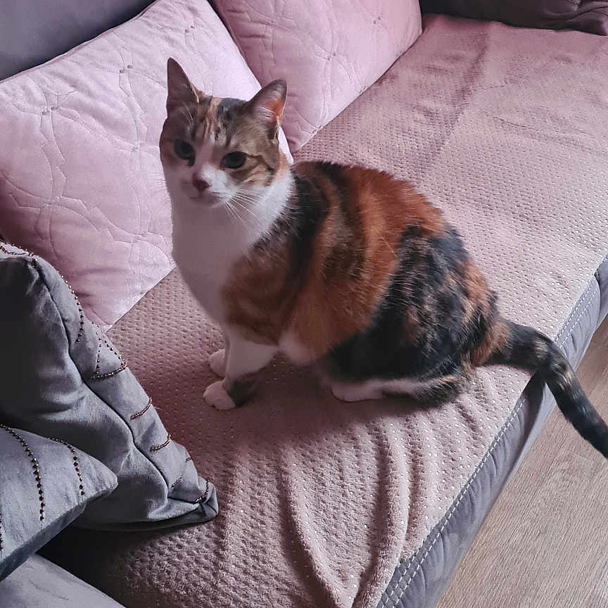 Nala participe au concours pour gagner de l'argent avec cette photo : animal, architecture, armchair, building, cat, chair, couch, cushion, furniture, hardwood, homedecor, indoors, interiordesign, kitten, livingroom, manx, pet, pillow, room, wood