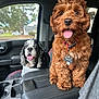 Paco joined the competition — help win amazing prizes! dog, puppy, car_interior, tongue_out, pet, brown_dog, black_and_white_dog, seat, window, suburban, vehicle, happy, fur, collar, tag, leather, dashboard, cute, pet_accessory, animal