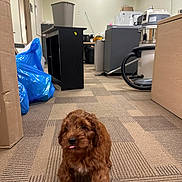 Paco joined the competition — help win amazing prizes! puppy, dog, brown, carpet, office, vacuum_cleaner, trash_bags, desk, floor, indoor, cute, pet, walking, tongue_out, furniture, cabinet, tile_ceiling, box, plastic_bag, room