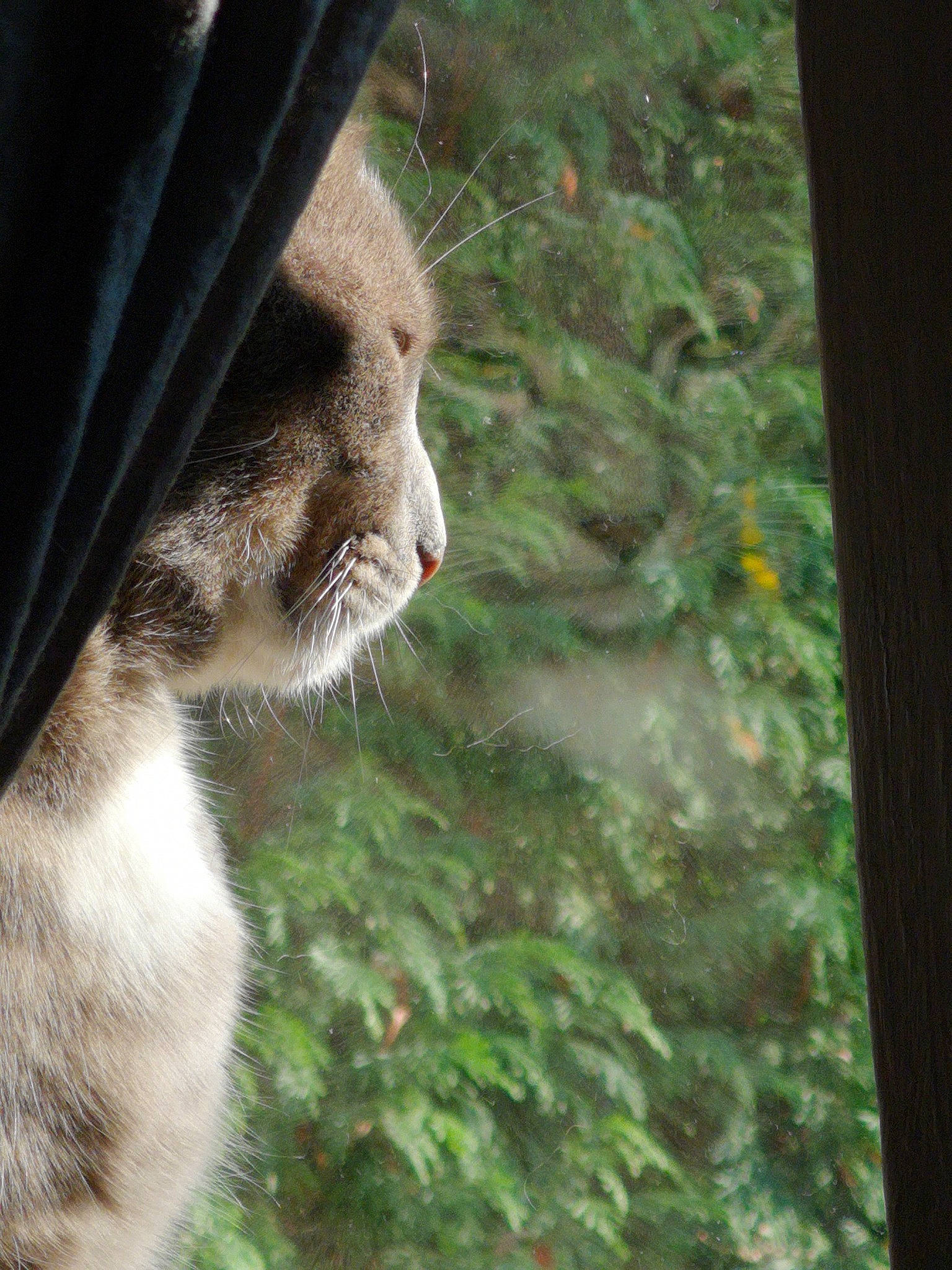 Mao participe au concours pour gagner de l'argent avec cette photo : carnivore, cat, domestic_short_haired_cat, eye, fawn, felidae, fur, grass, organism, plant, shade, small_to_medium_sized_cats, tail, terrestrial_animal, tints_and_shades, tree, trunk, whiskers, window, wood