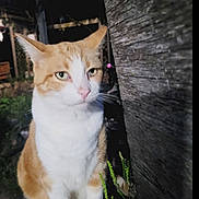 Trapper is registered to the contest to win money with this photo: cat, orange_cat, white_cat, animal, pet, feline, portrait, sitting, outdoor, wood, wooden_wall, rustic, backyard, greenery, fur, whiskers, ears, eyes, nose, photography