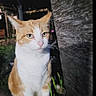 cat, orange_cat, white_cat, animal, pet, feline, portrait, sitting, outdoor, wood, wooden_wall, rustic, backyard, greenery, fur, whiskers, ears, eyes, nose, photography