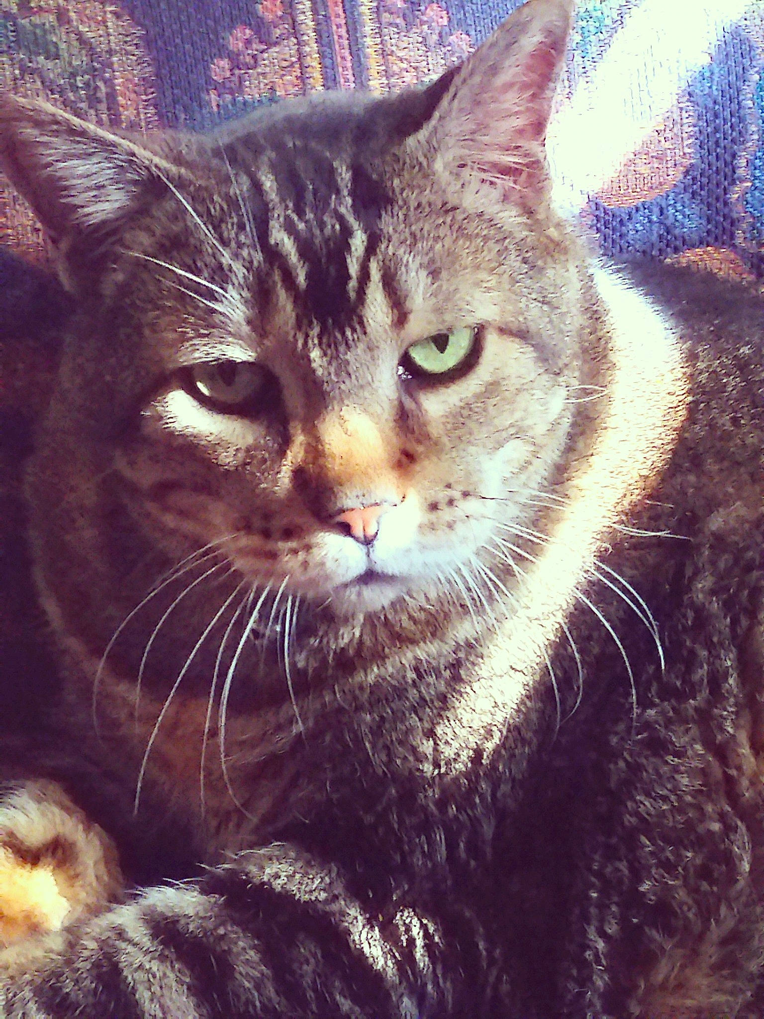 Tobey is registered to the contest to win money with this photo: carnivore, cat, claw, close_up, domestic_short_haired_cat, felidae, fur, grass, iris, mammal, meteorological_phenomenon, morning, paw, small_to_medium_sized_cats, snout, tail, vertebrate, whiskers, wilderness, window