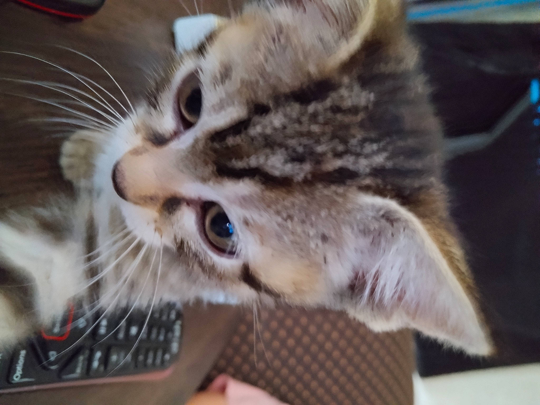 Babytoo is registered to the contest to win money with this photo: carnivore, cat, claw, close_up, domestic_short_haired_cat, ear, felidae, fur, paw, small_to_medium_sized_cats, snout, terrestrial_animal, whiskers