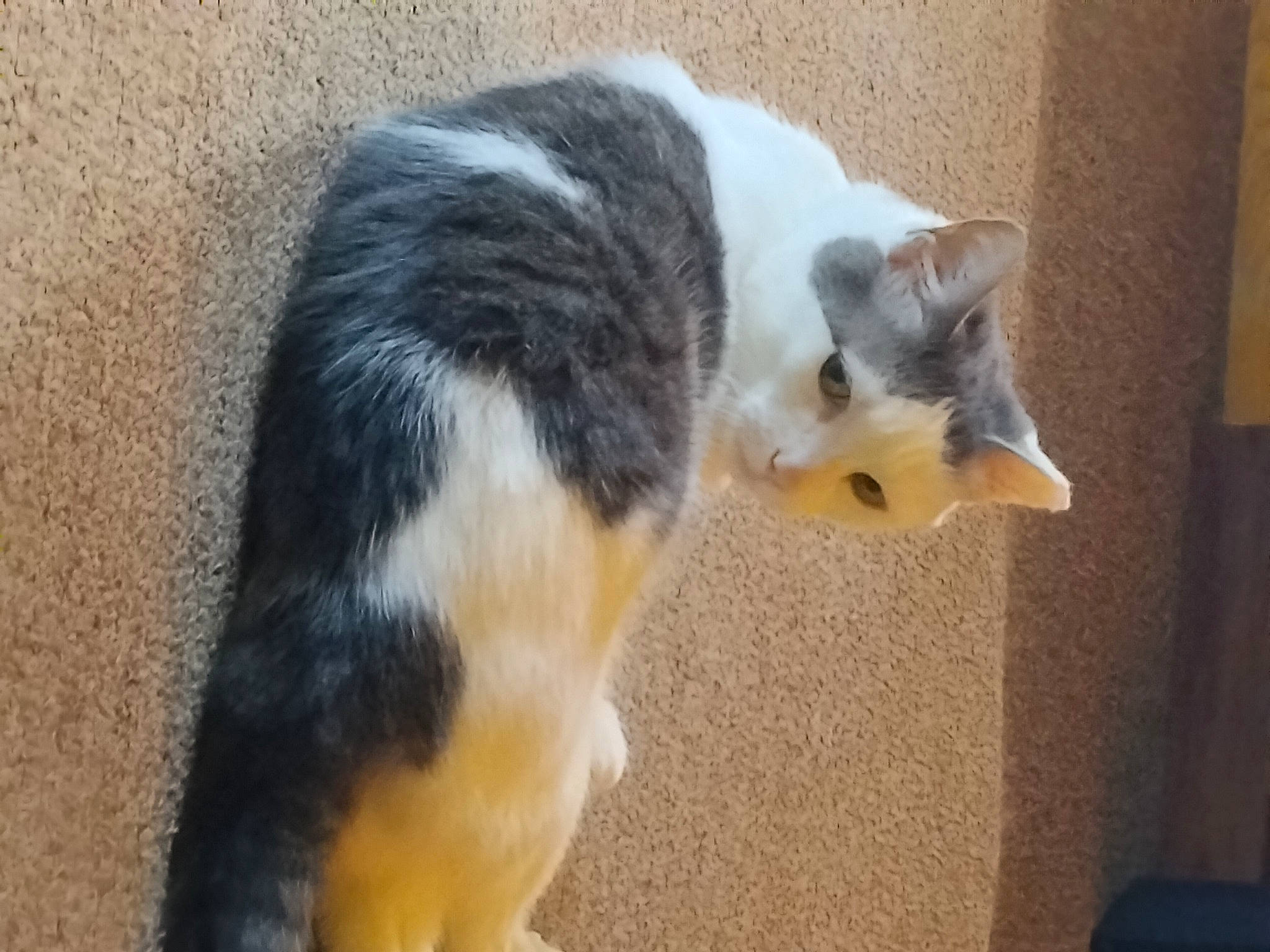 Angel is registered to the contest to win money with this photo: canidae, carnivore, cat, claw, companion_dog, dog_breed, domestic_short_haired_cat, felidae, flooring, fur, paw, small_to_medium_sized_cats, snout, sporting_group, tail, whiskers, wood