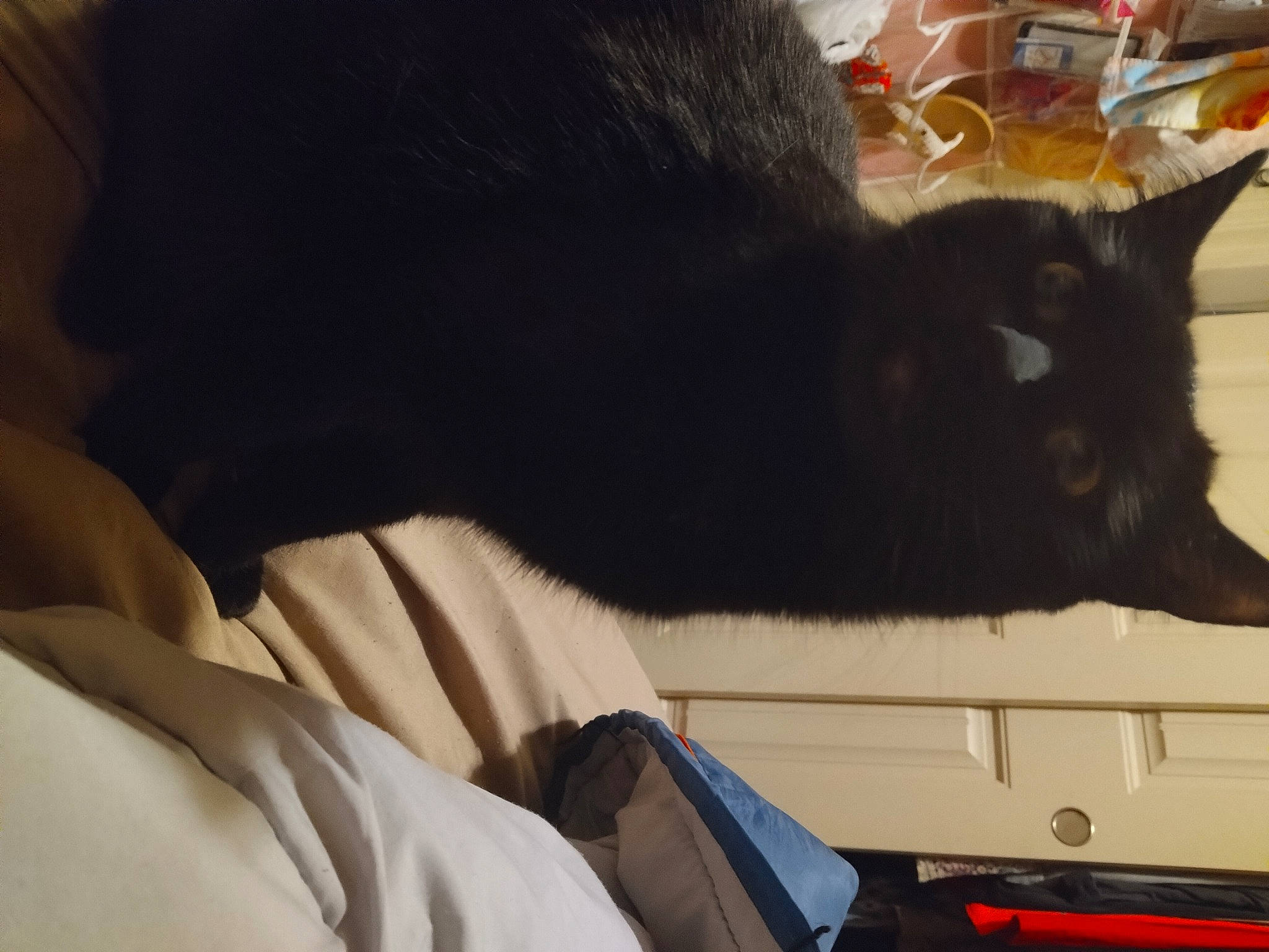 Elvira is registered to the contest to win money with this photo: black_cat, bombay, box, carnivore, cat, claw, comfort, domestic_short_haired_cat, felidae, fur, lap, small_to_medium_sized_cats, tail, whiskers