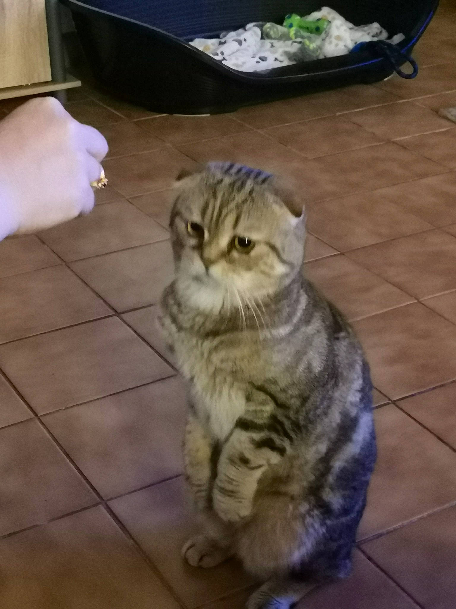 Oreo participe au concours pour gagner de l'argent avec cette photo : american_curl, american_shorthair, asian, carnivore, cat, domestic_short_haired_cat, dragon_li, european_shorthair, fawn, felidae, kitten, mammal, munchkin, pixie_bob, scottish_fold, small_to_medium_sized_cats, snout, tabby_cat, whiskers, wild_cat