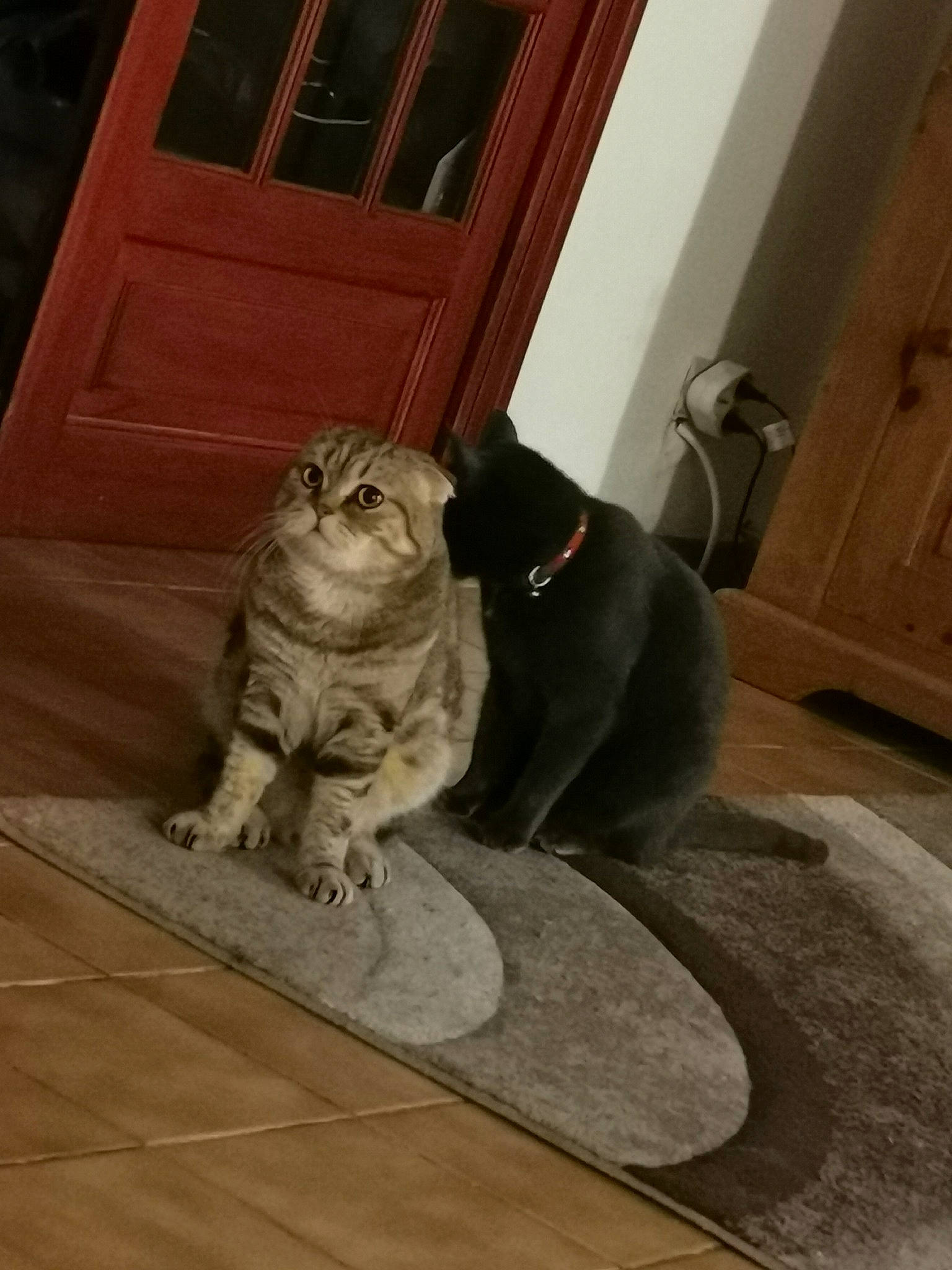 Oreo a rejoint le concours — aidez-le/la à gagner de superbes lots ! american_curl, american_shorthair, asian, british_shorthair, carnivore, cat, domestic_short_haired_cat, european_shorthair, fawn, felidae, floor, flooring, fur, hardwood, scottish_fold, small_to_medium_sized_cats, snout, tabby_cat, whiskers, wood