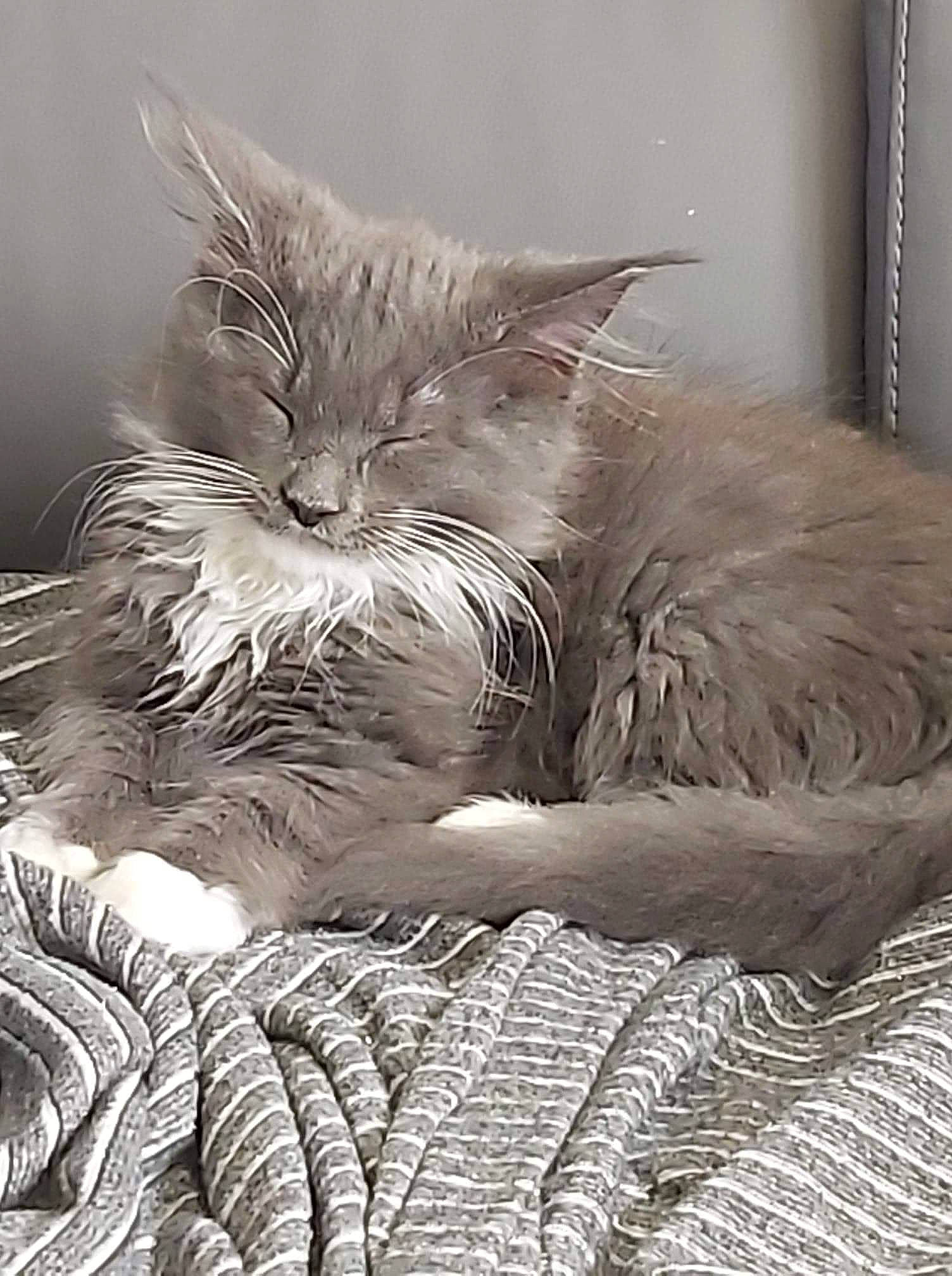 Roméo participe au concours pour gagner de l'argent avec cette photo : asian, black_and_white, british_longhair, british_semi_longhair, carnivore, cat, domestic_long_haired_cat, domestic_short_haired_cat, felidae, fur, kitten, maine_coon, nap, nebelung, norwegian_forest_cat, ragamuffin, ragdoll, siberian, small_to_medium_sized_cats, whiskers