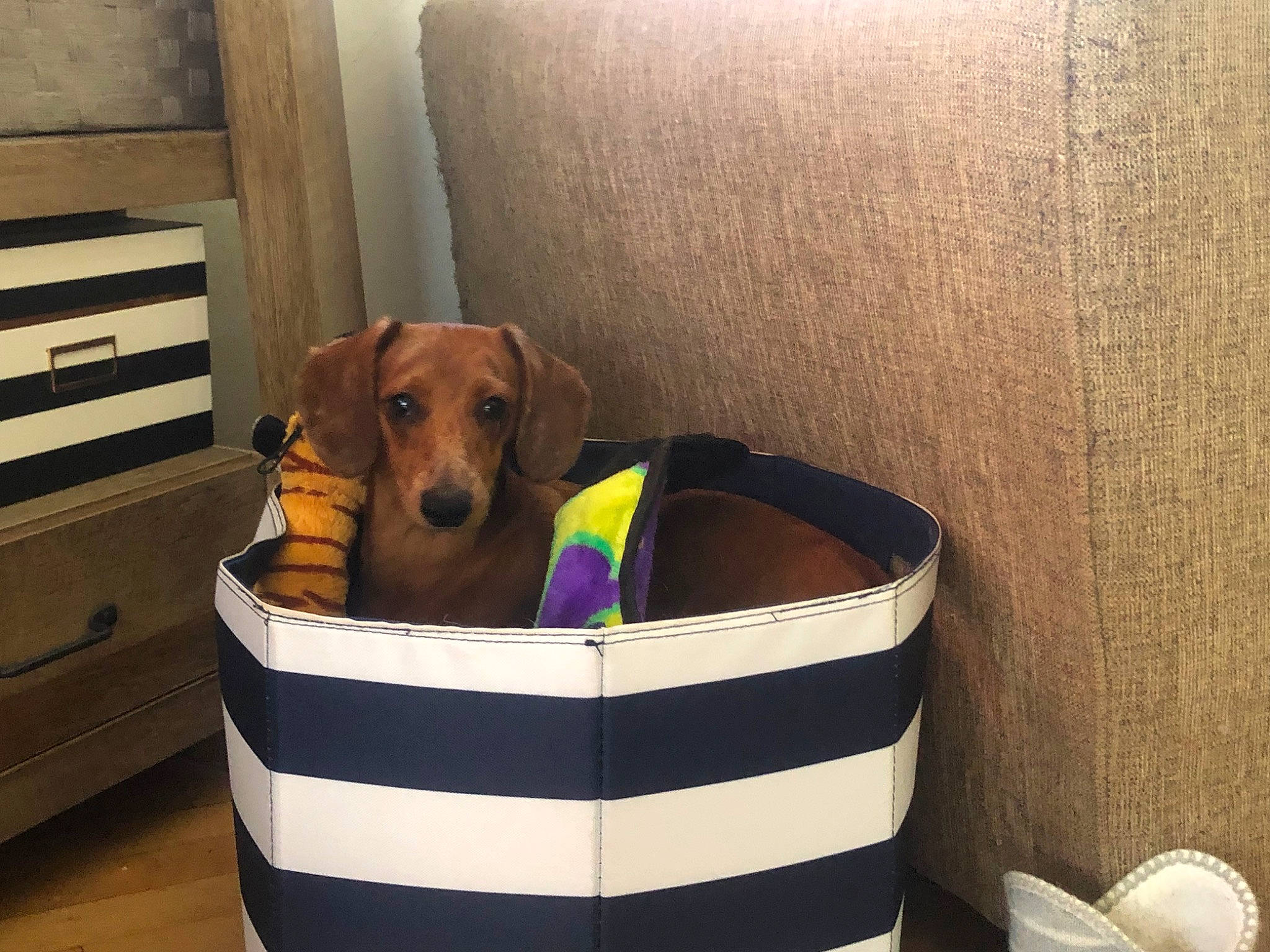 Stewart joined the competition — help win amazing prizes! canidae, carnivore, companion_dog, dachshund, dog, dog_bed, dog_breed, dog_supply, mammal, snout