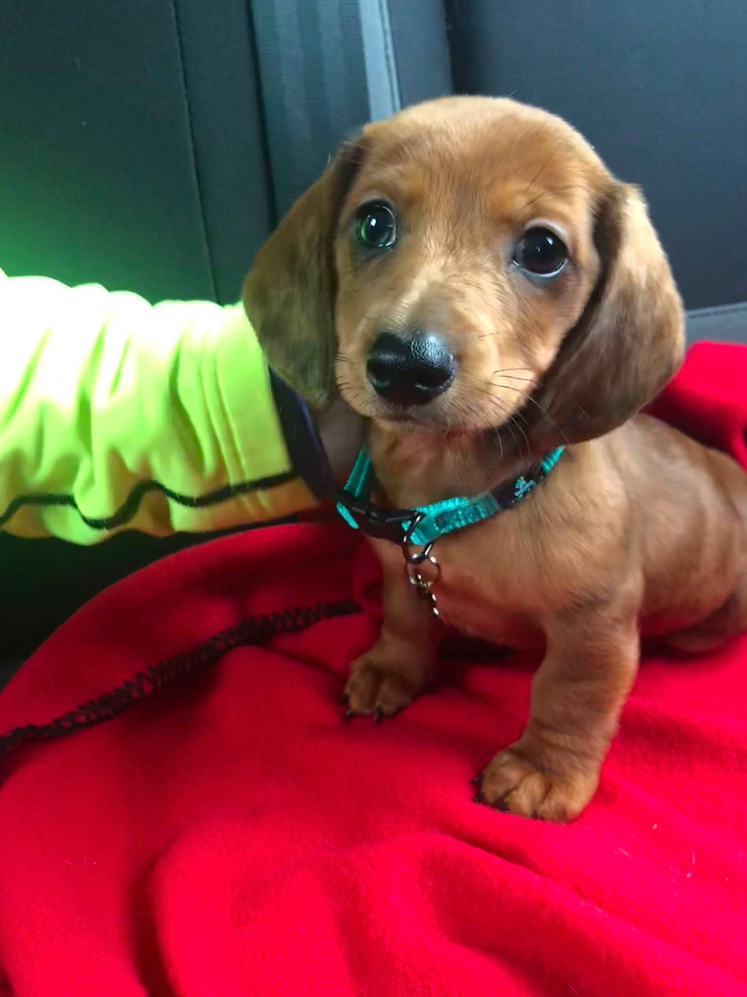 Stewart is registered to the contest to win money with this photo: beagador, canidae, caramel_color, carnivore, companion_dog, dachshund, dog, dog_breed, fawn, mammal, puppy, rare_breed_dog, snout, sporting_group, vertebrate