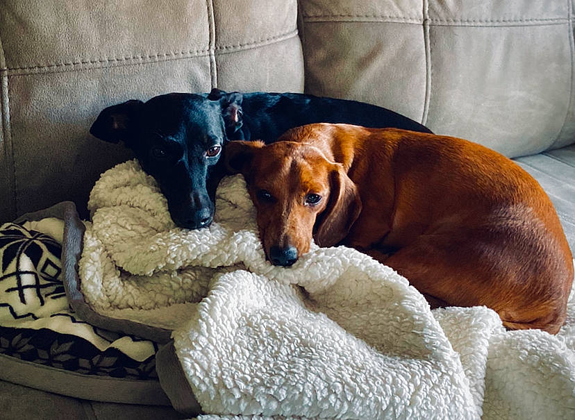 Stewart is registered to the contest to win money with this photo: canidae, carnivore, comfort, companion_dog, dachshund, dog, dog_bed, dog_breed, fawn, furniture, mammal, puppy