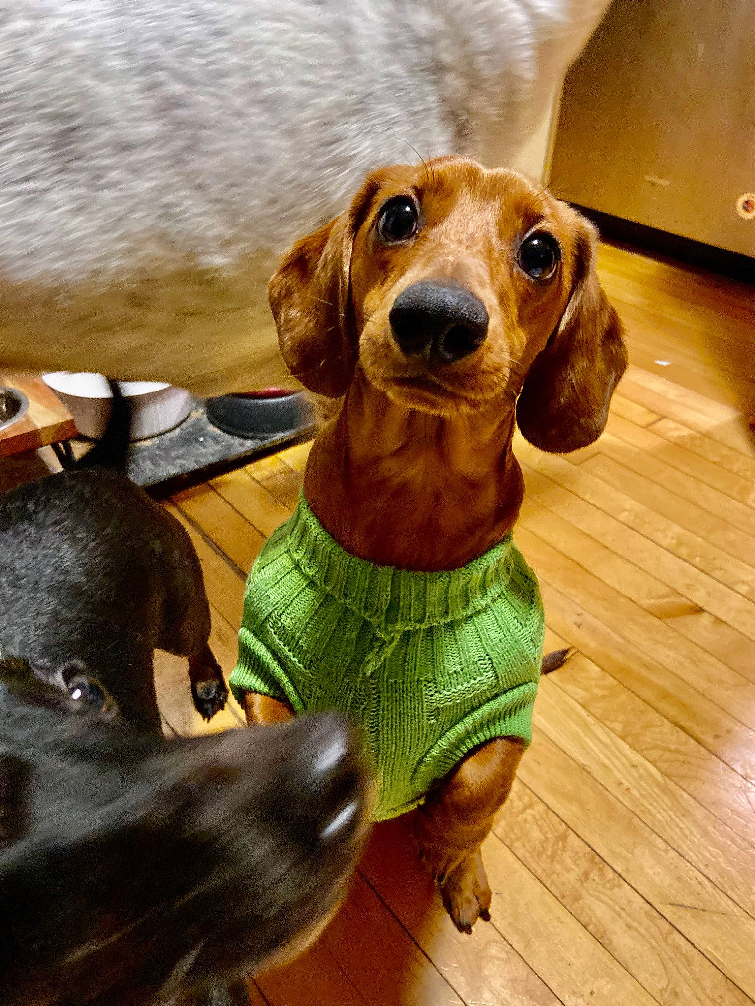 Stewart joined the competition — help win amazing prizes! canidae, carnivore, companion_dog, dachshund, dog, dog_breed, fawn, mammal, rare_breed_dog, snout, sporting_group, vertebrate