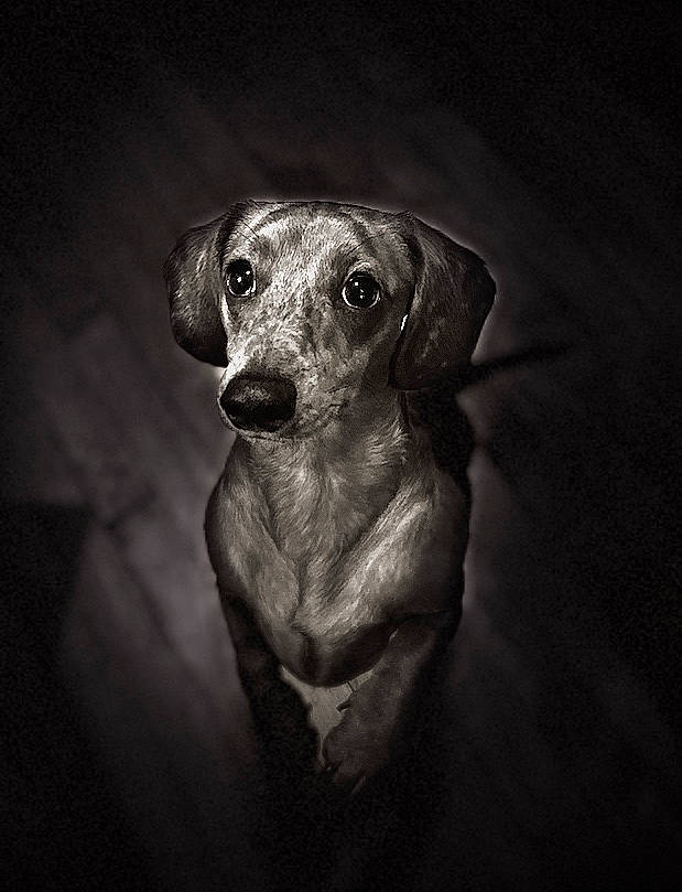 Stewart joined the competition — help win amazing prizes! black_and_white, canidae, carnivore, companion_dog, dachshund, dog, dog_breed, ear, fawn, mammal, monochrome, photography, snout, style, whiskers