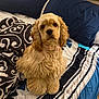 dog, puppy, cocker_spaniel, bed, bedding, pillow, blue, black, white, pattern, collar, pet, fur, cute, animal, indoor, portrait, looking, sitting, fluffy