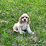 Scarlett is registered to the contest to win money with this photo: puppy, dog, grass, greenery, outdoor, nature, young, cute, animal, pet, fur, canine, sitting, field, spring, adorable, portrait, calm, eyes, small